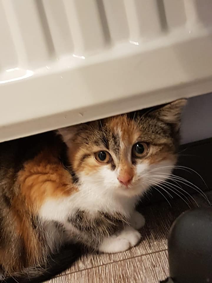 Katze Trixie K 174 19 Geboren Am Tierschutz Fur Willich