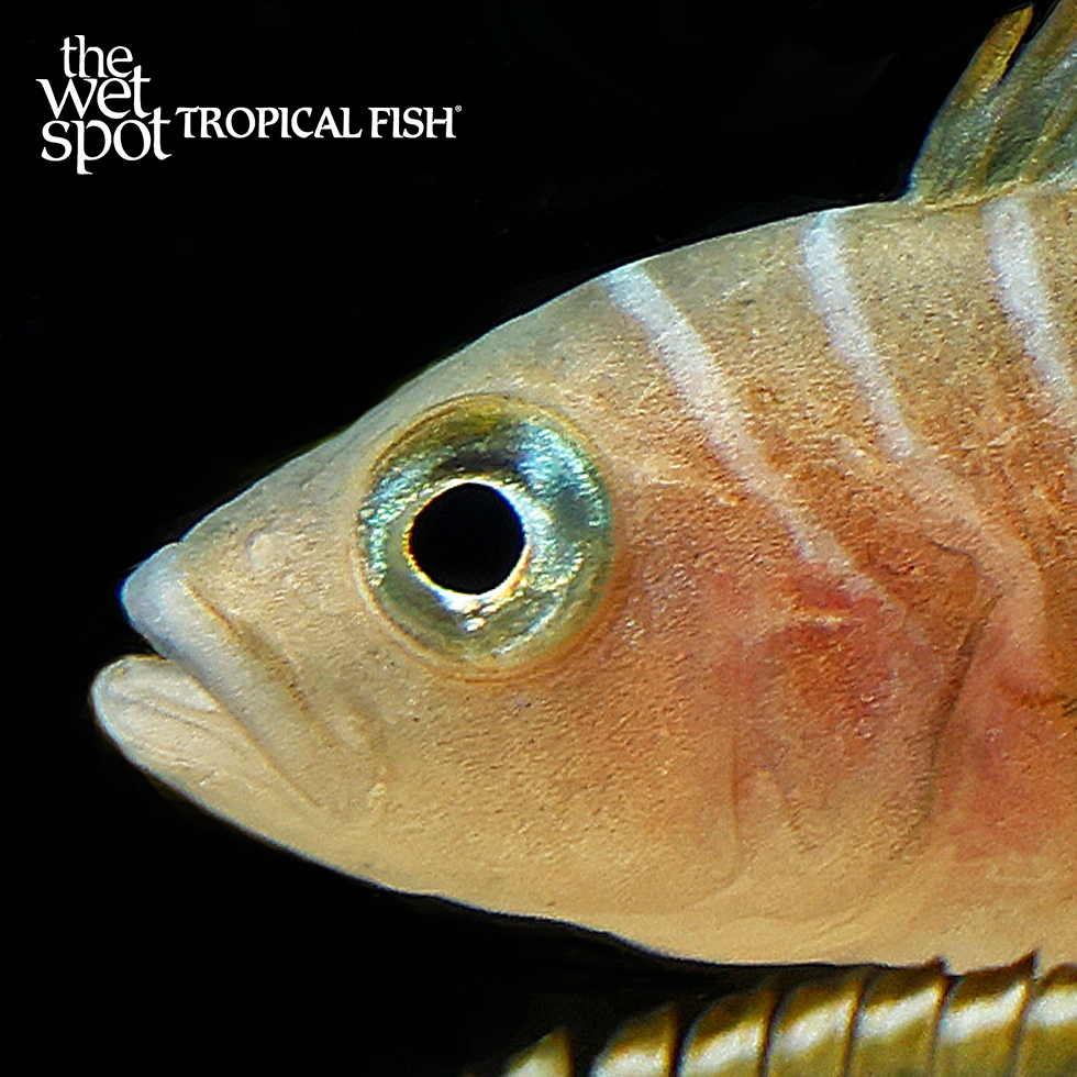 It’s time again for another... - The Wet Spot Tropical Fish