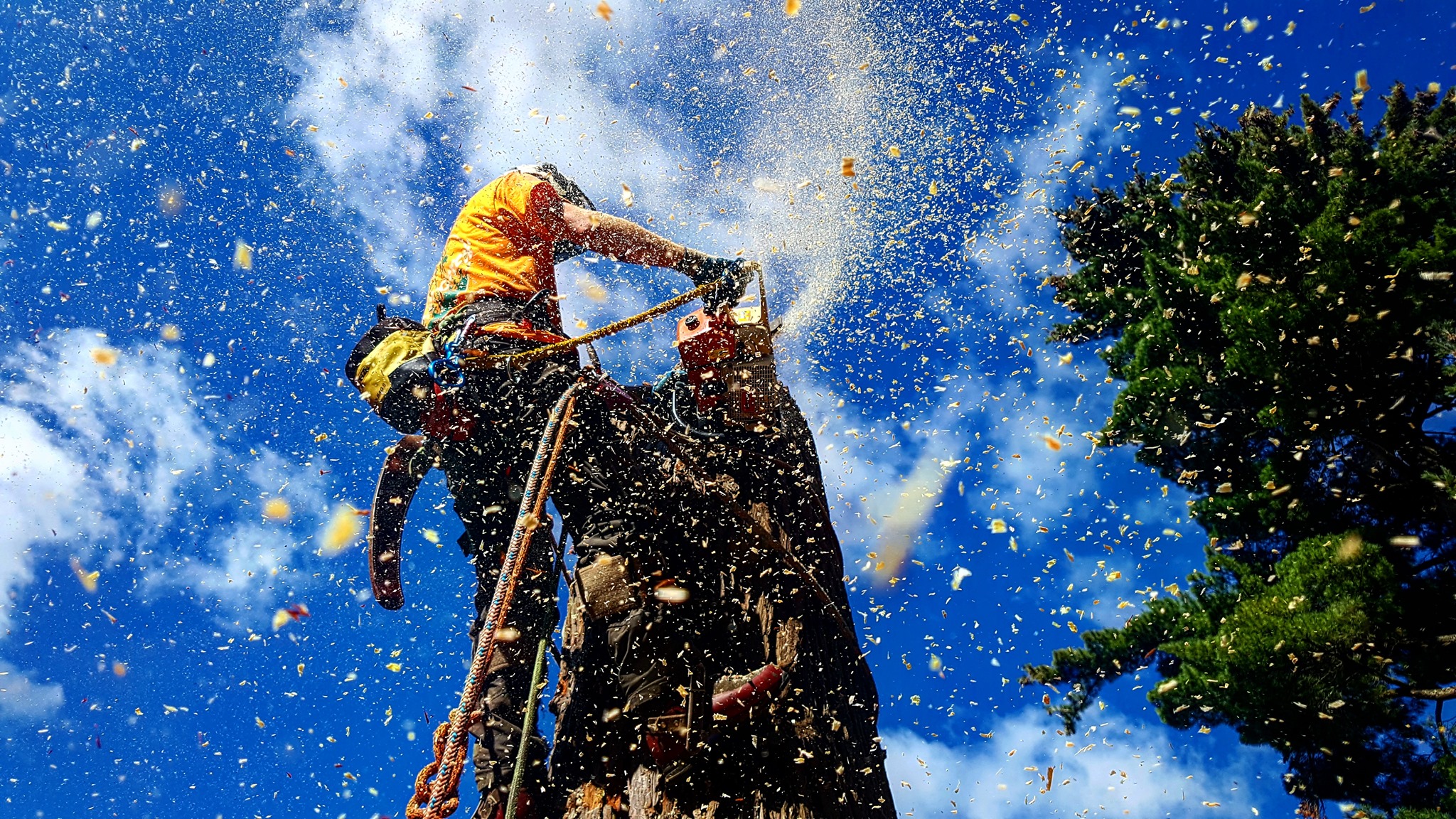 ArborGreen Tree Care Specialists