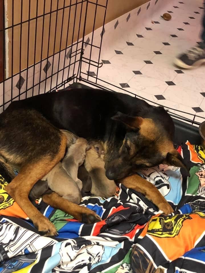 What an... - ARRF - Animal Relief & Rescue Fellowship