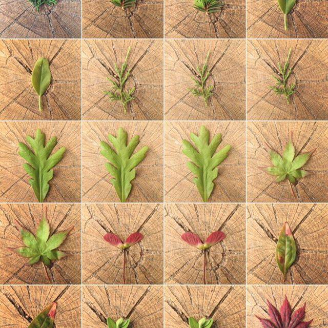 Opus - Our #treescience segment is off to a roaring start,... | Facebook