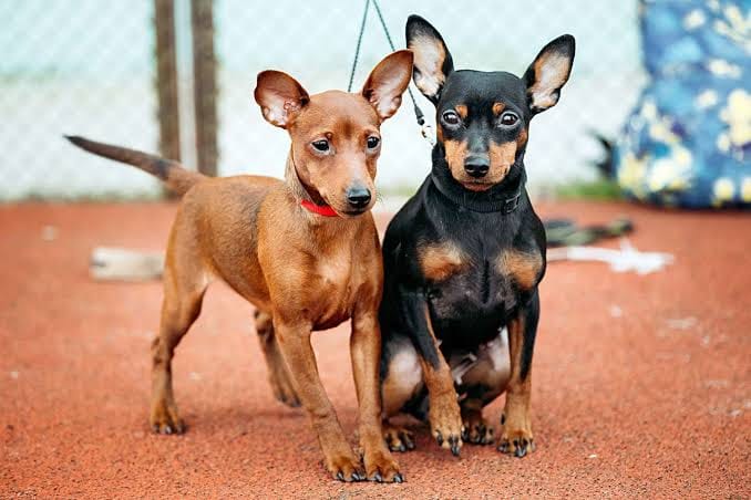 Miniature Pinscher Lovers Group | Facebook