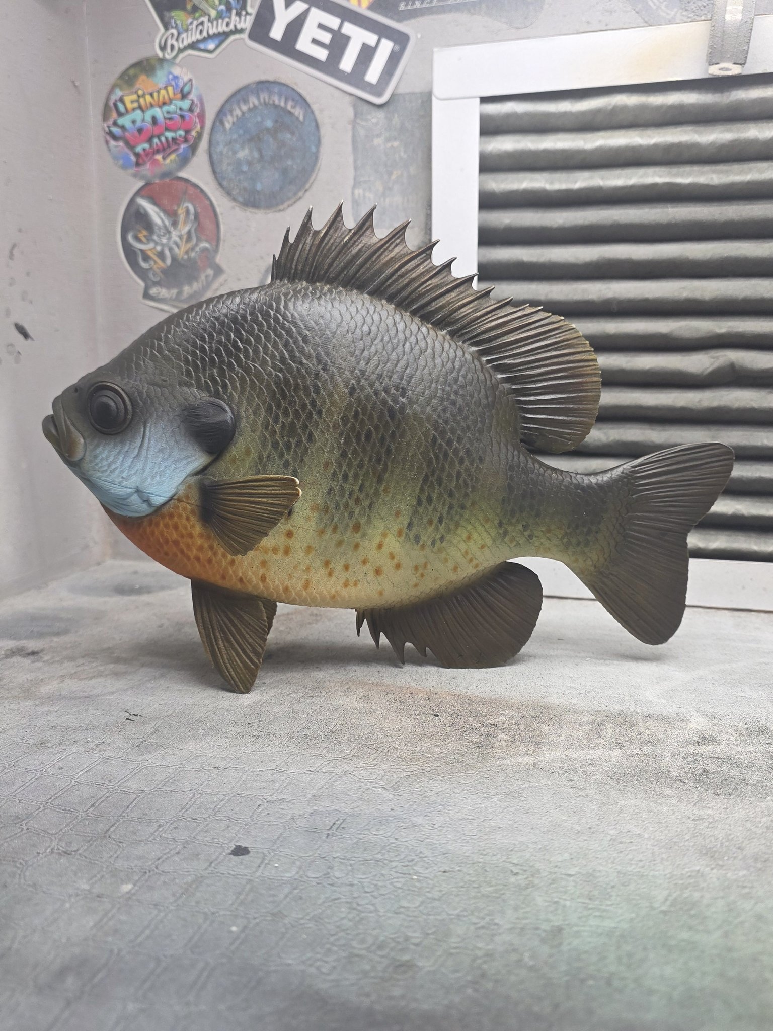 シーラカンス