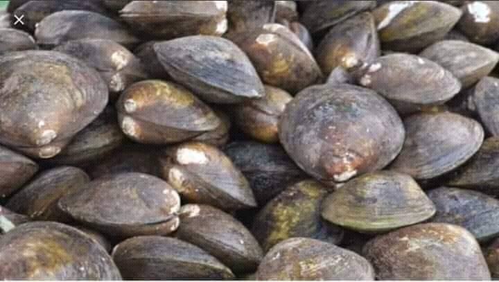 Isi lokan segar