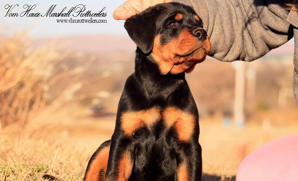 💥💥 FOR SALE! 💥💥 This 12... - Vom Hause Marshall_Rottweilers