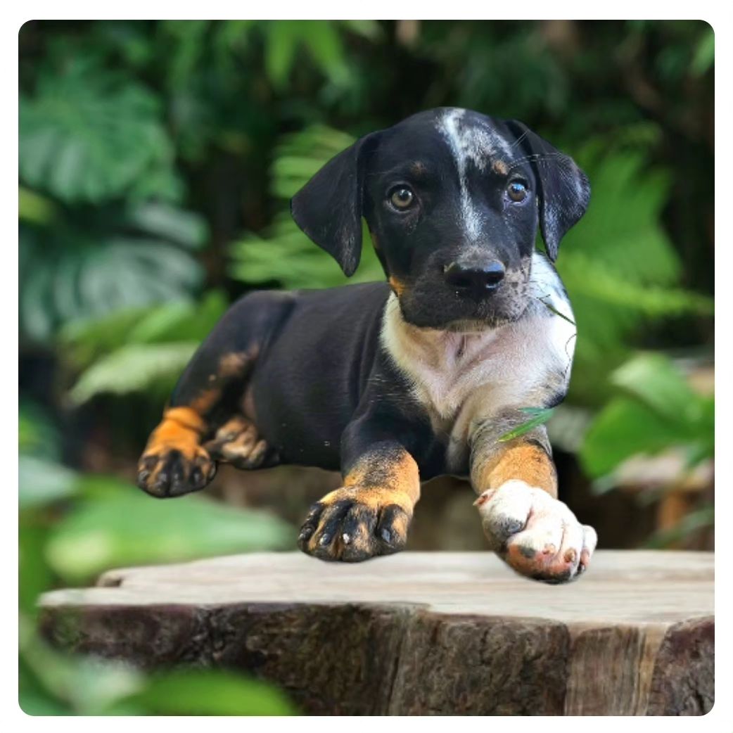 The Three... - Catahoula at Folsom Louisiana Raka Ranch | Facebook