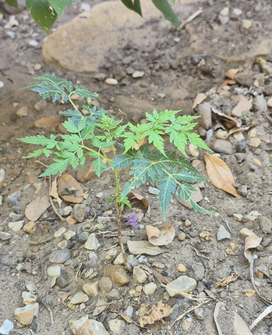 Native Plants of the Rio Grande Valley | Found this mistflower at the ...