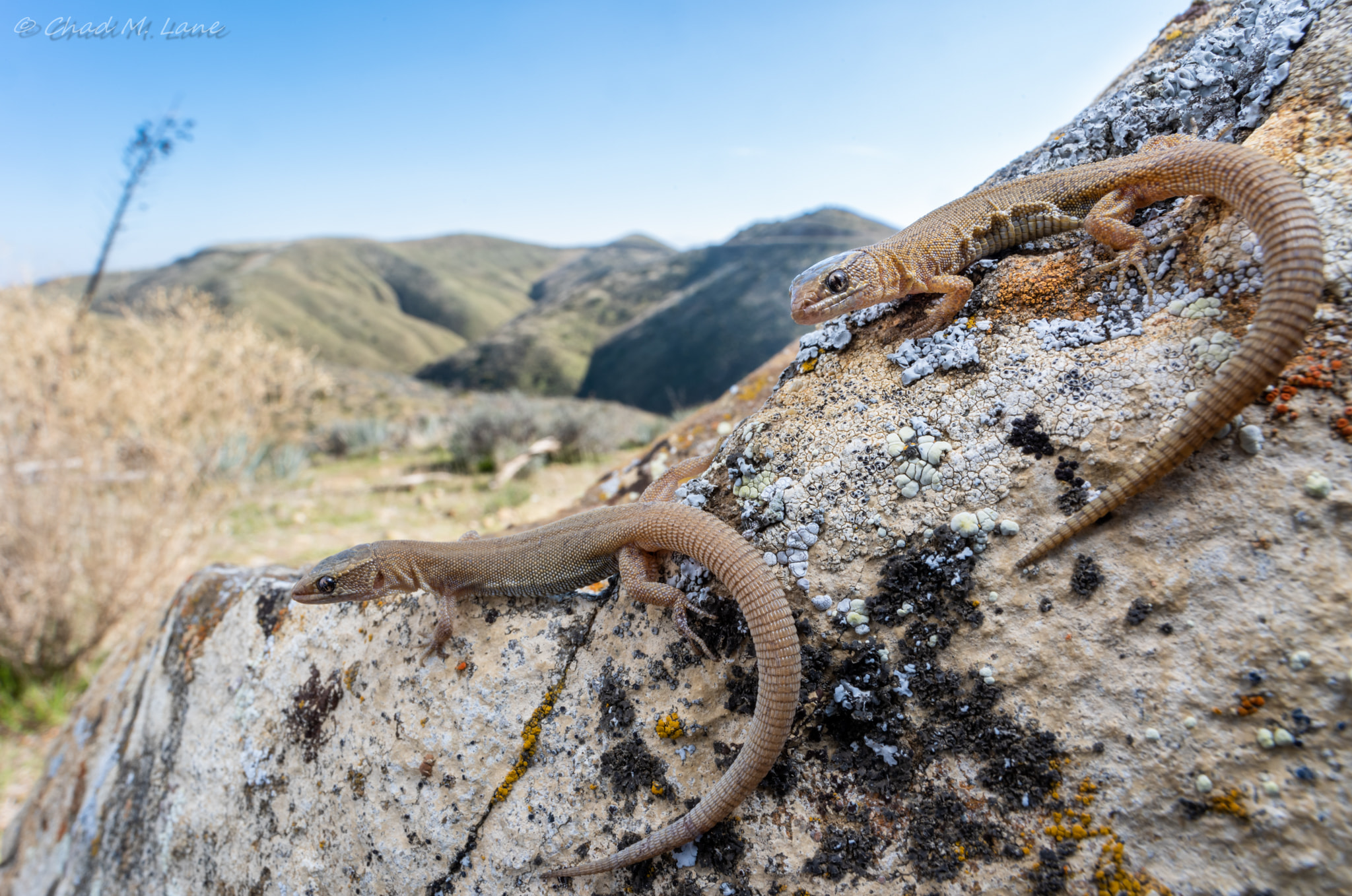 Yucca Night Lizards (Xantusia vigilis) From Fresno County, California