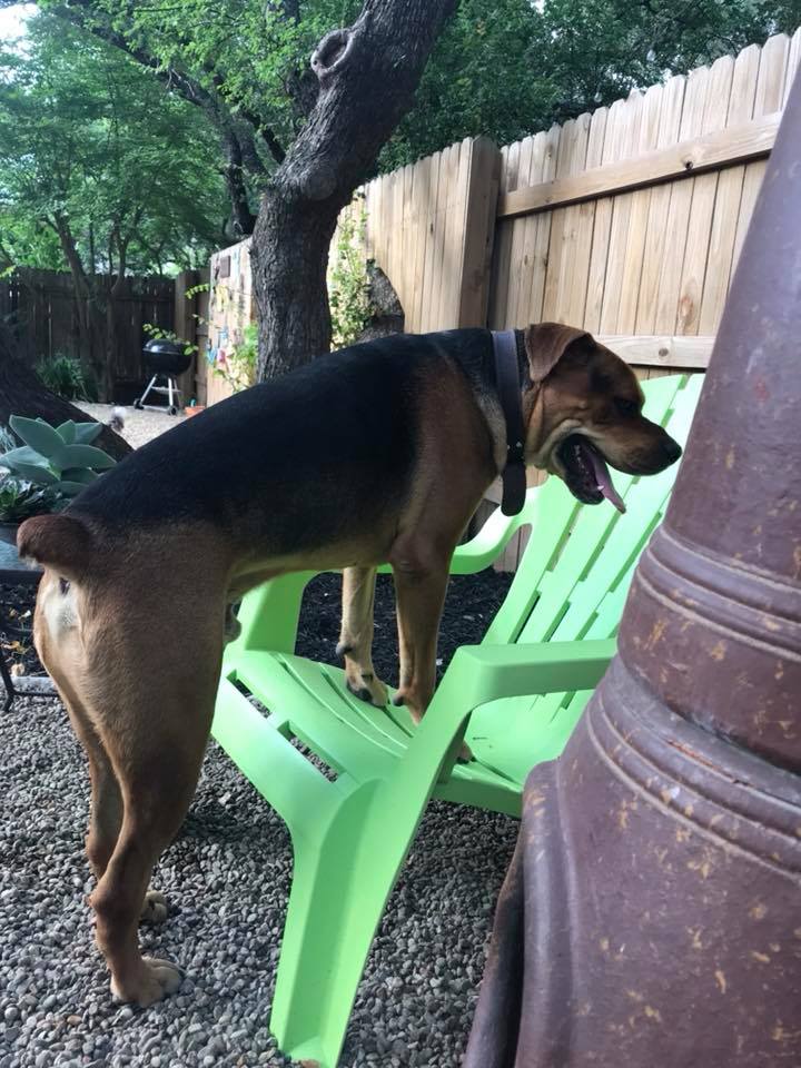 Top Dog Ranch | Austin TX