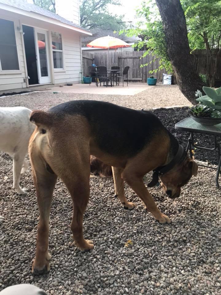 Top Dog Ranch | Austin TX
