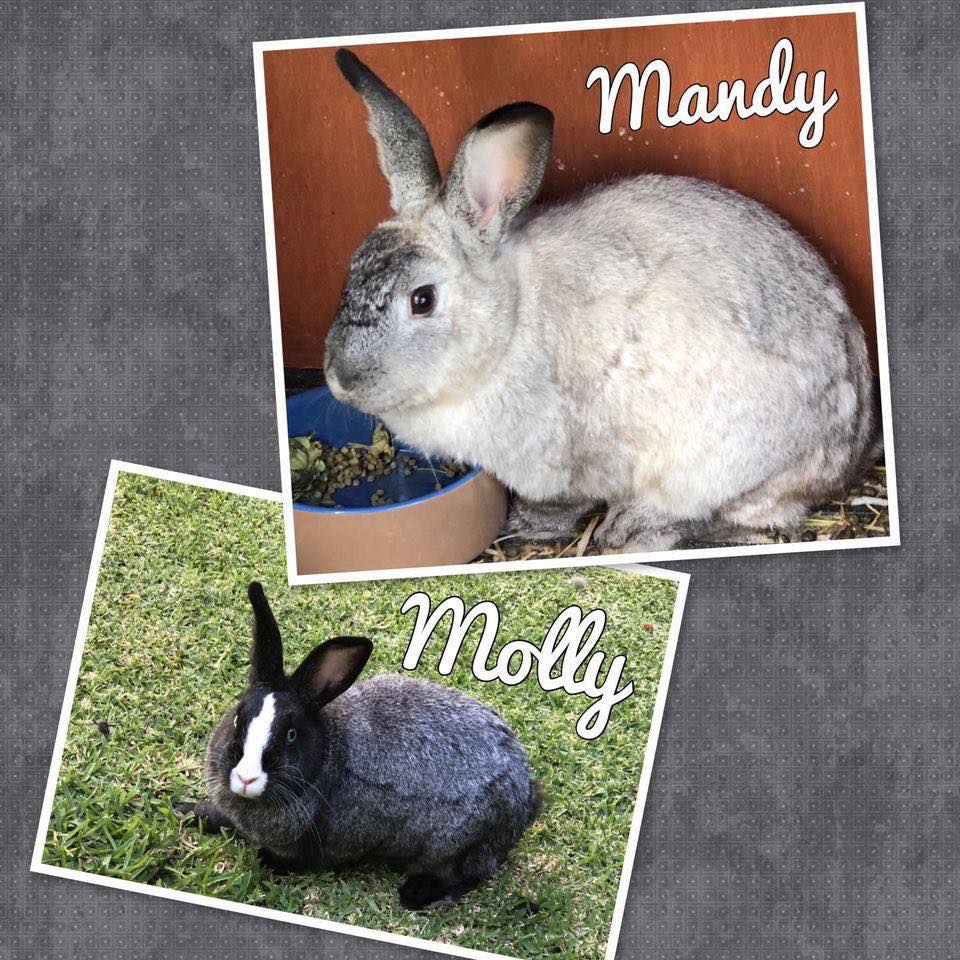🖤🤍 ️AVAILABLE FOR ADOPTION ️🤍🖤... - Romeo's Rabbit Rescue