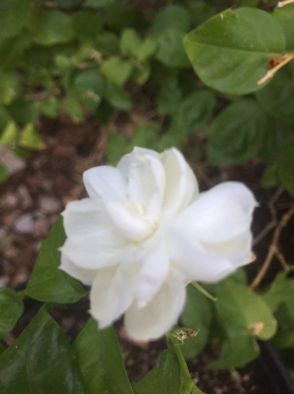 Someone gave me these two pics of their jasmine. Please id this