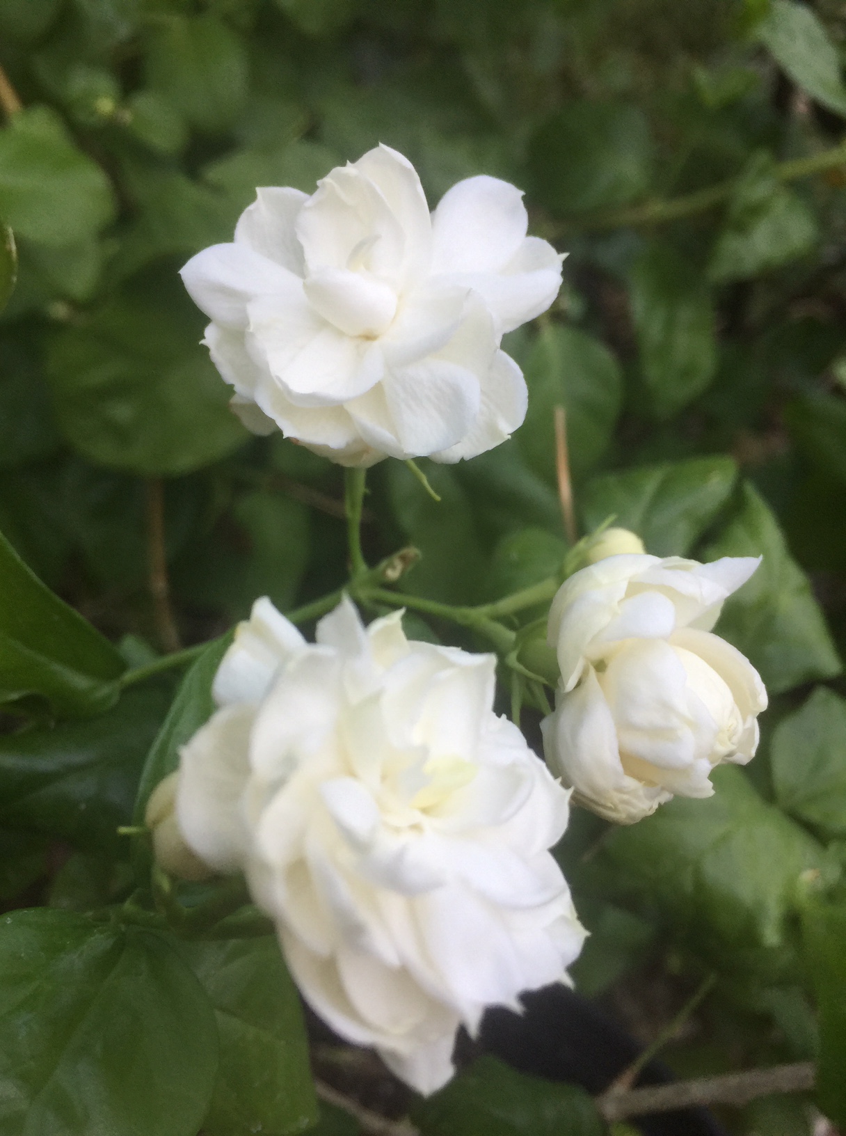 Someone gave me these two pics of their jasmine. Please id this