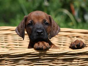 Rhodesian Ridgeback Kennel of Mombasa - Kwelanga