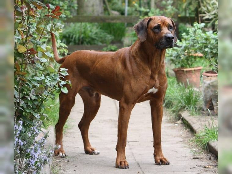Rhodesian Ridgeback Kennel of Mombasa - Kwelanga