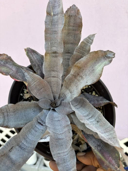 Cryptanthus 'Angel Dust' クリプタンサス My humble, yet beautiful Cryptanthus Angel Dust.