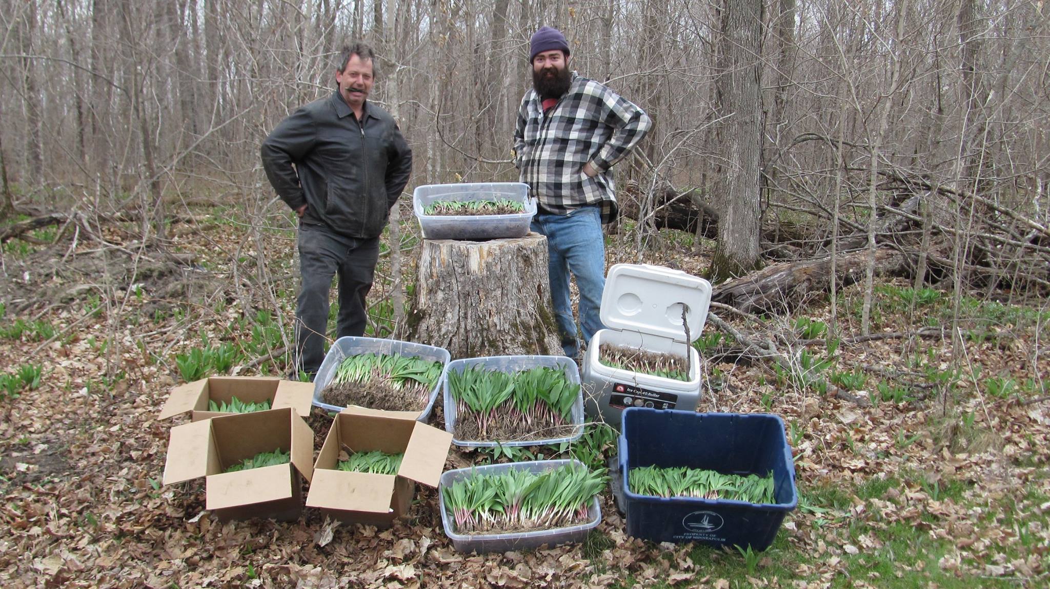 First ramp/fiddle-head harvest... - Minnesota Mushroom Forum