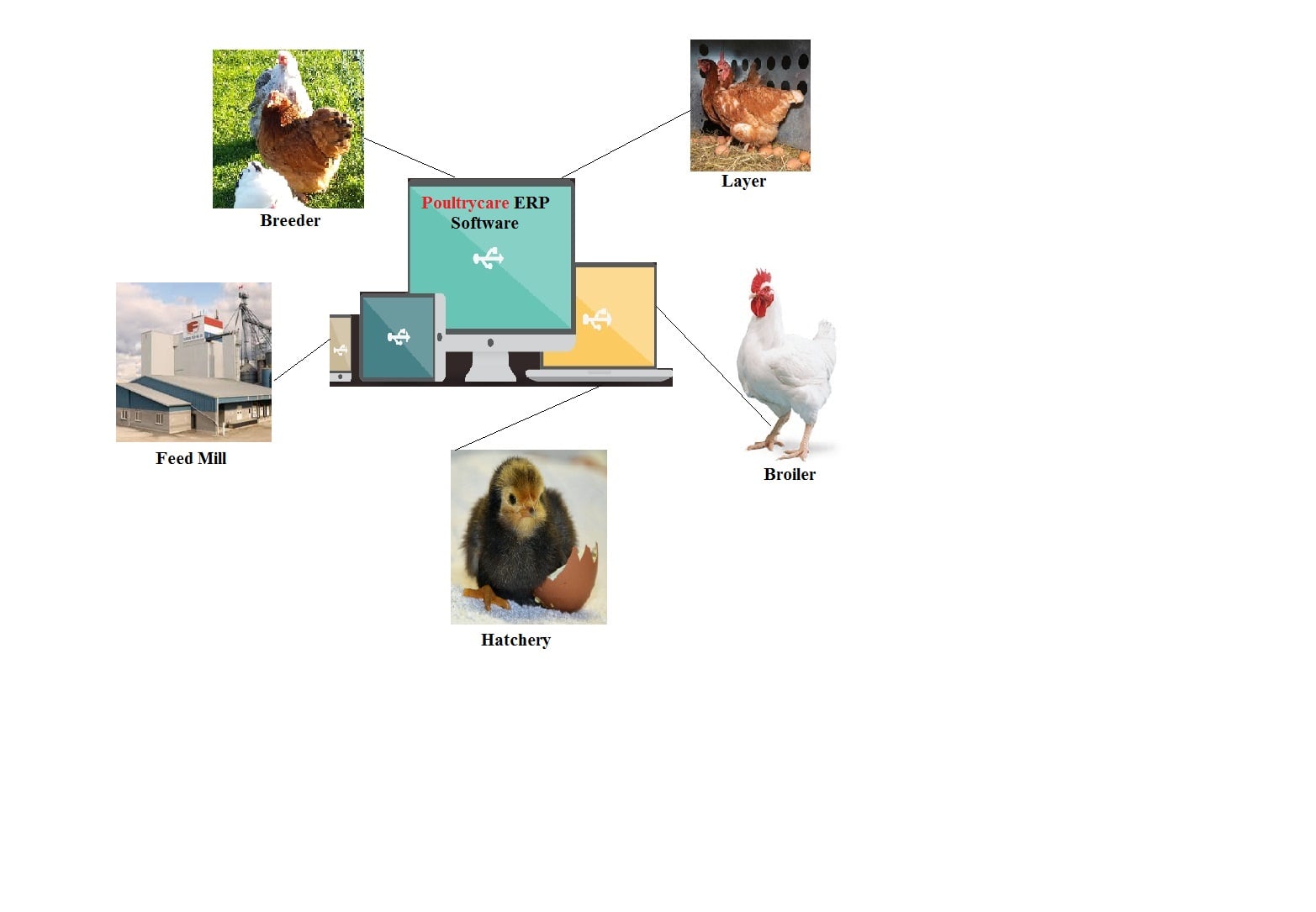 PoultryCare - Poultry Farm Management Poultry is the... | Facebook