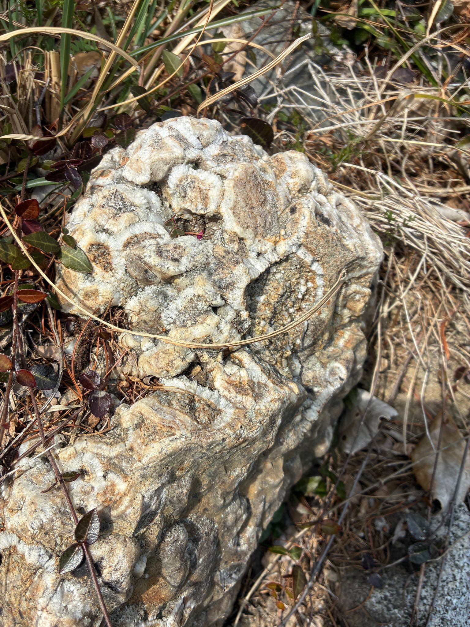 球状花崗岩発見👀