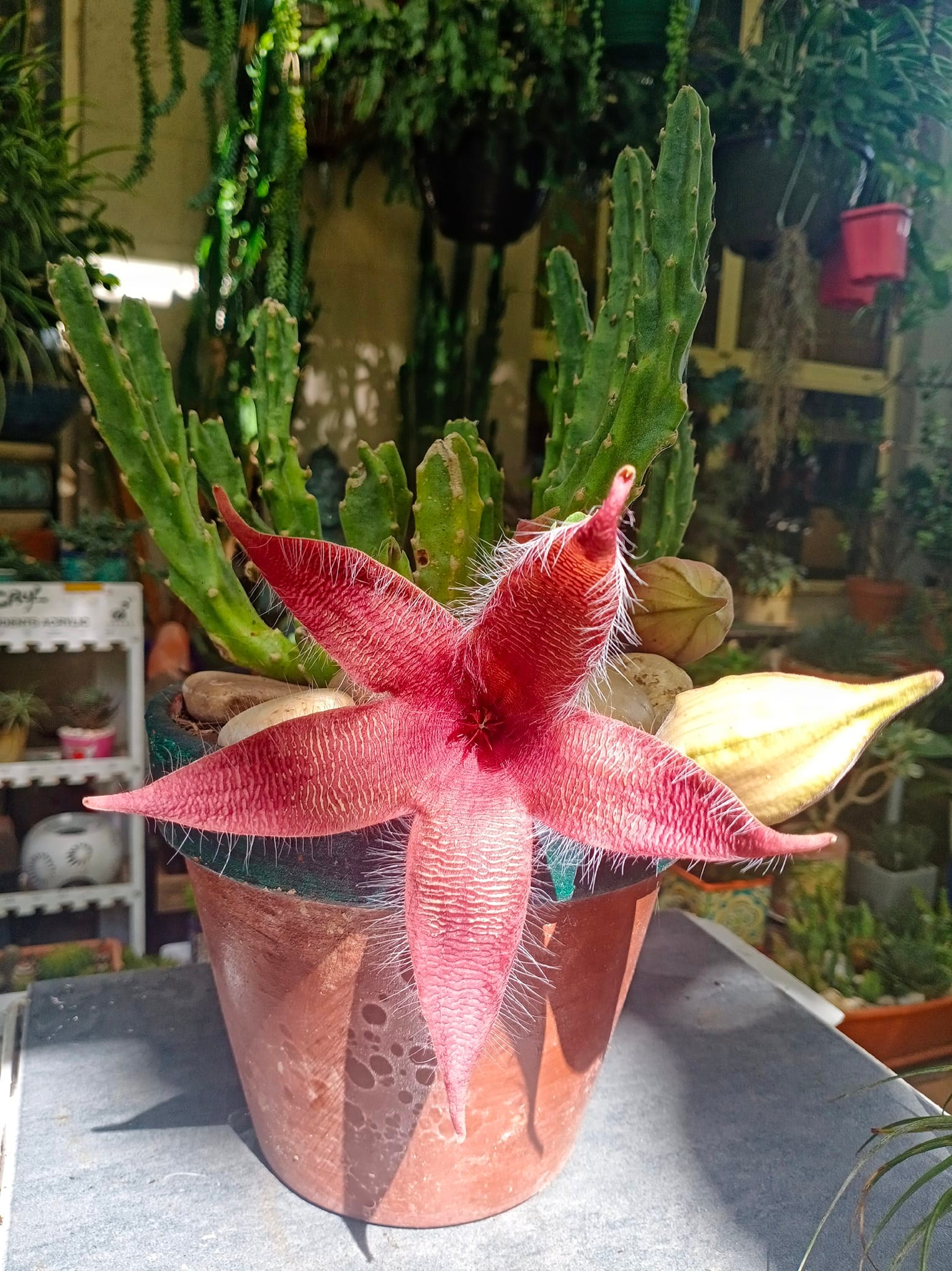 Shop 'Stapelia grandiflora' For Sale