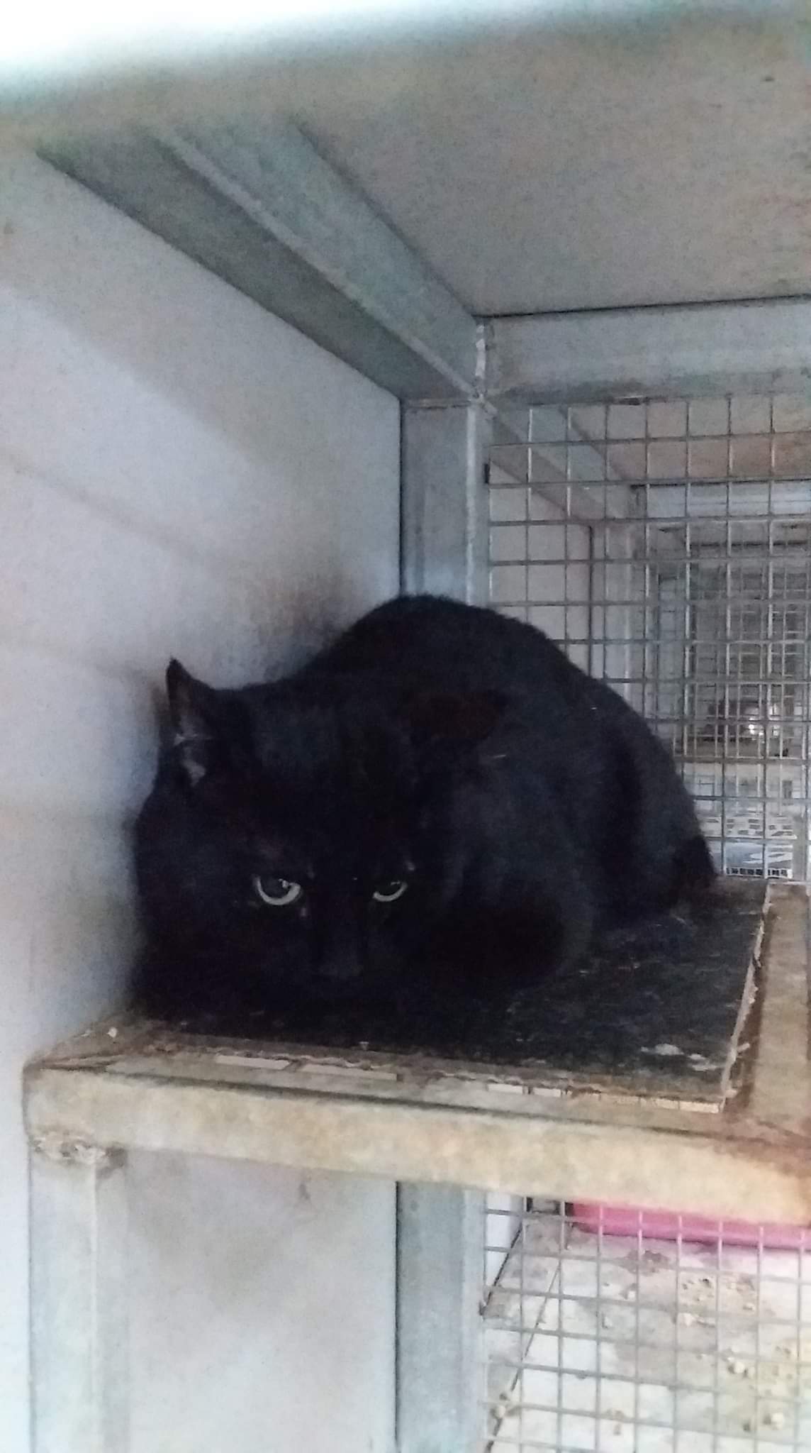 Rosebuds Cat Rescue Auction Page | Facebook