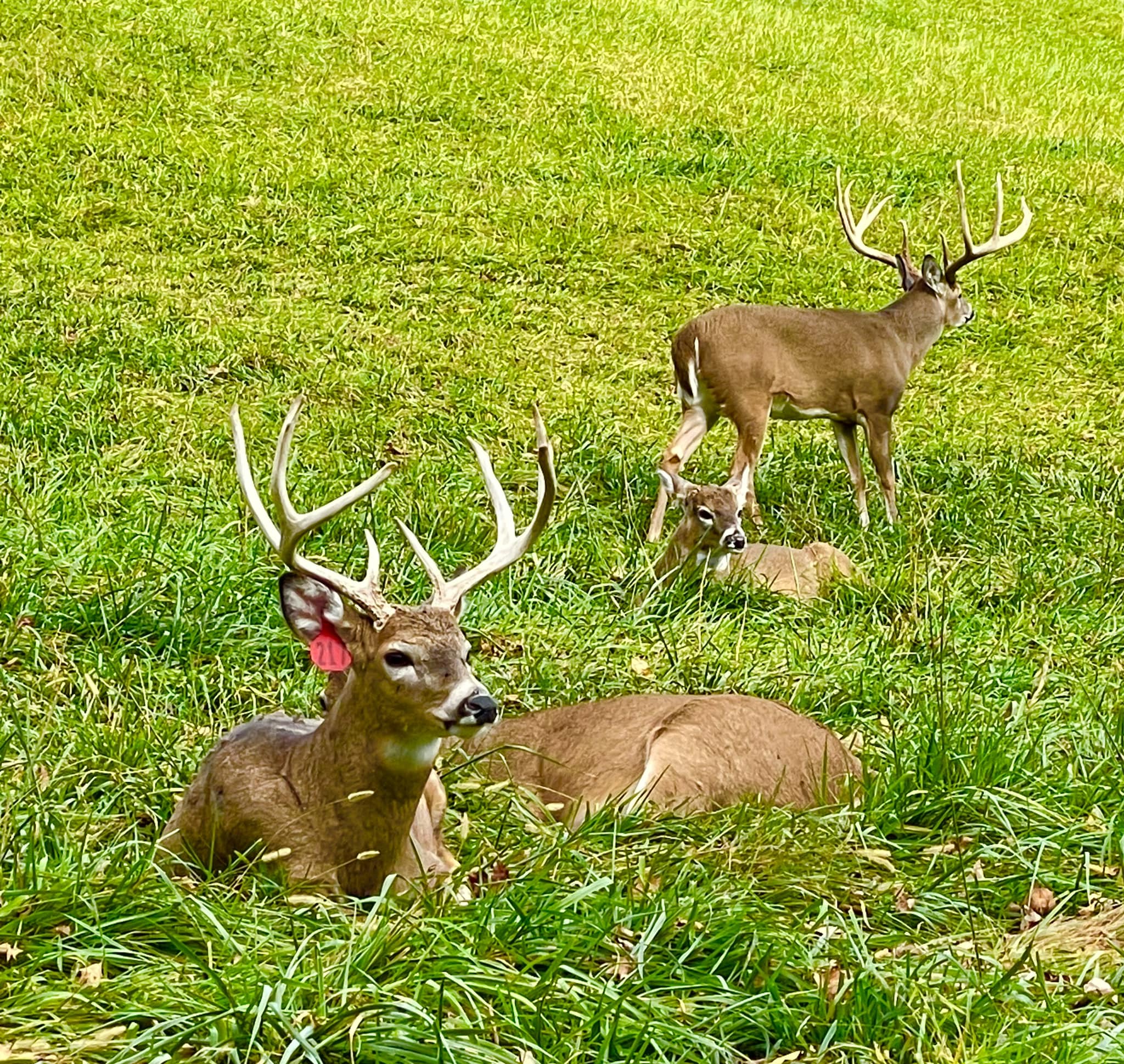 Here is a picture of one of our... - Sinking Creek Whitetails | Facebook