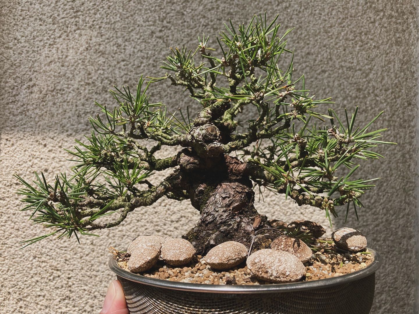 黒松です。こちらも先日芽切りをして無事に2番芽が出てきました。芽 