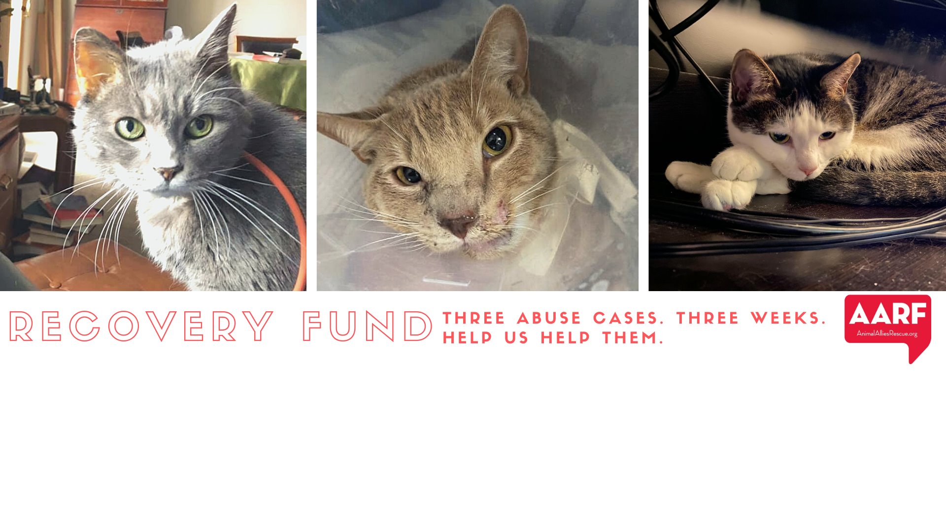 AARF has accepted... - Animal Allies Rescue Foundation (AARF)