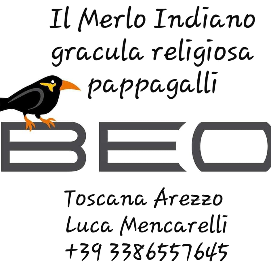 allevamento merli indiani gracula religiosa mino dumontii maina comune ...