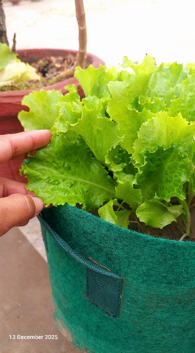 Green Gardens | سلاد پتا 🥬 | Facebook