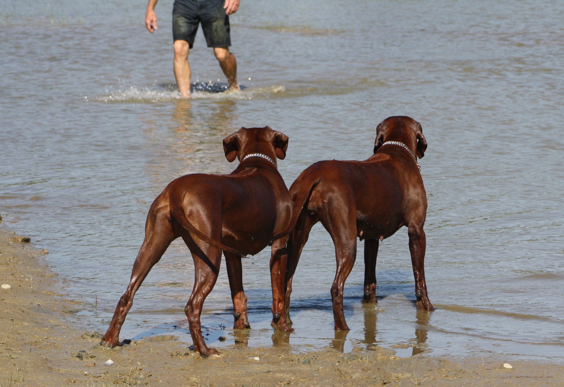 Rhodesian Ridgeback Kennel of Mombasa - Kwelanga