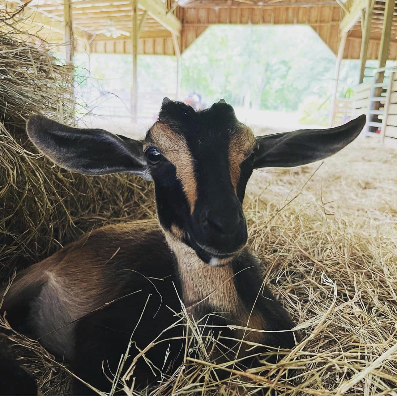 Wild Roots Ranch | Saint Augustine FL