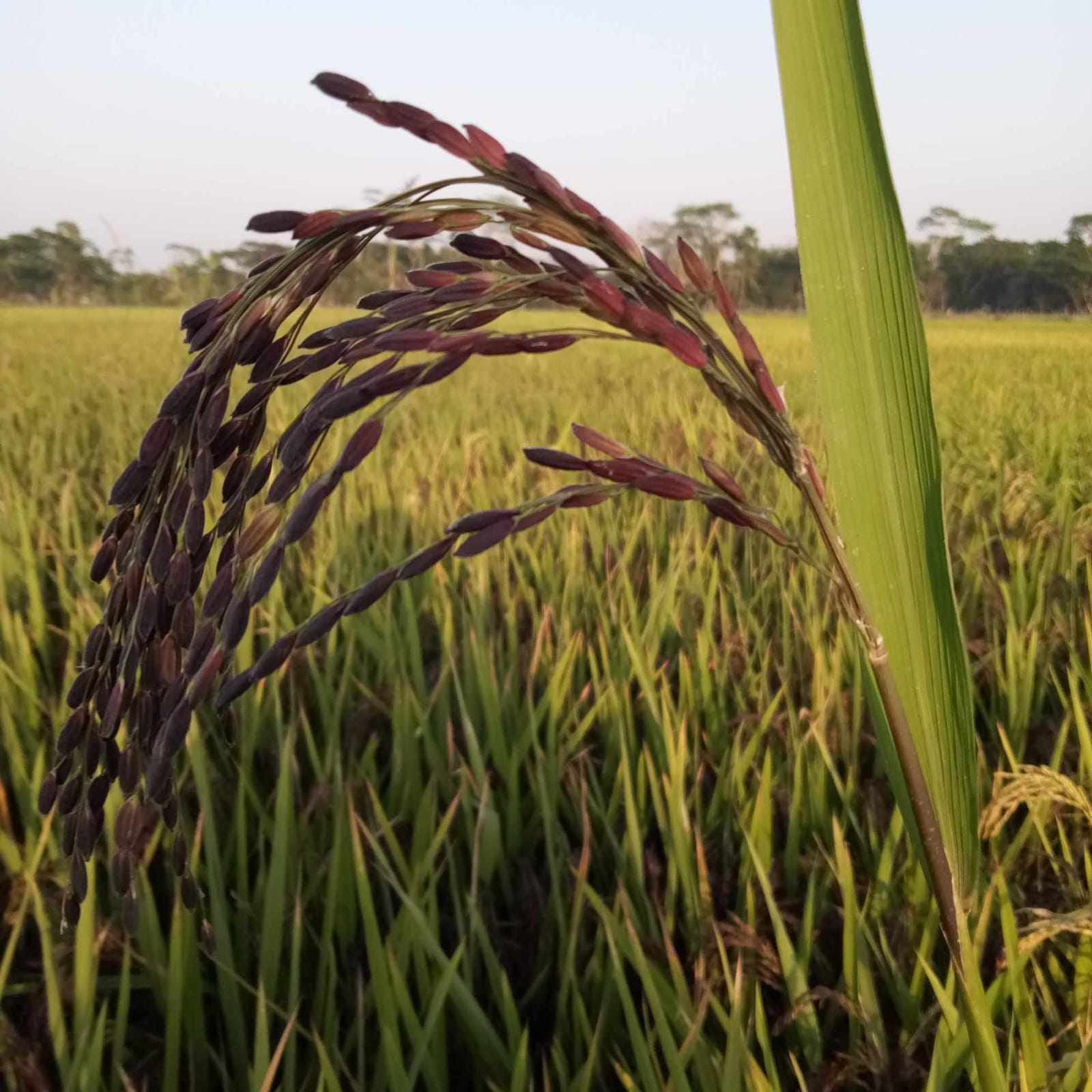 Palm Monjur