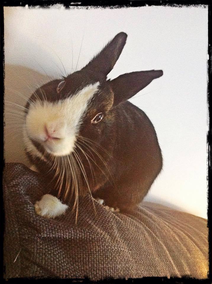 Kobu Border Rabbit