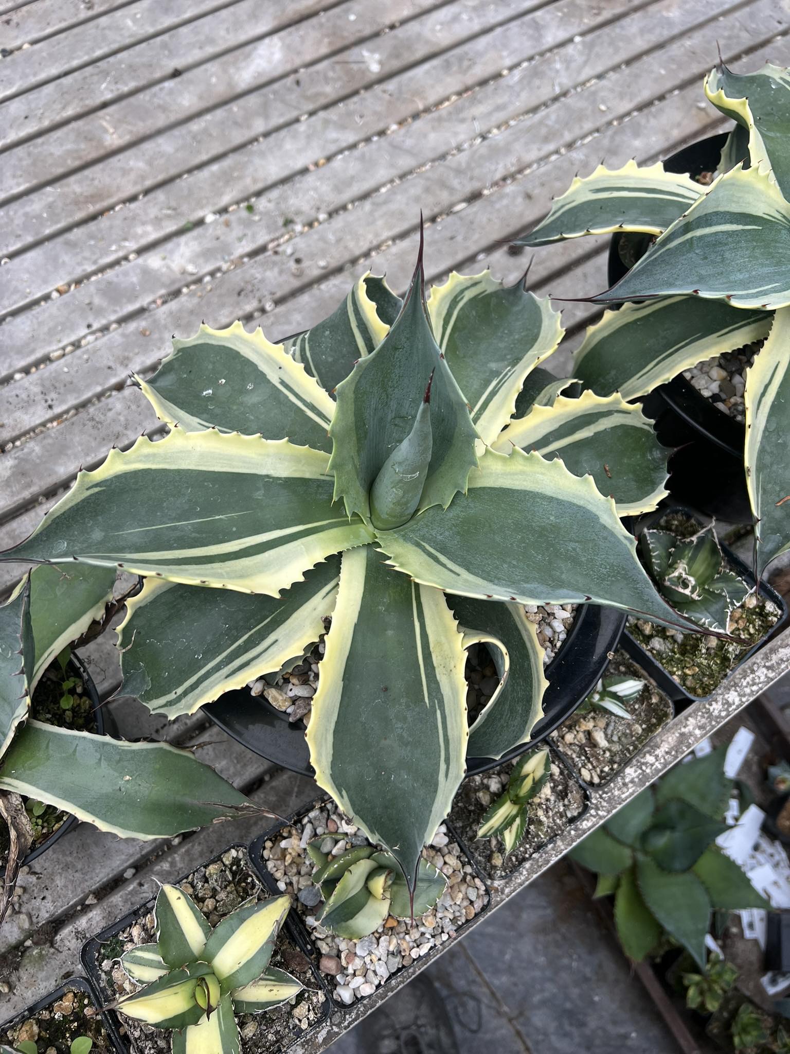 Agave ovatifolia vanzie 'Moby' An amazing clone of ovatifolia