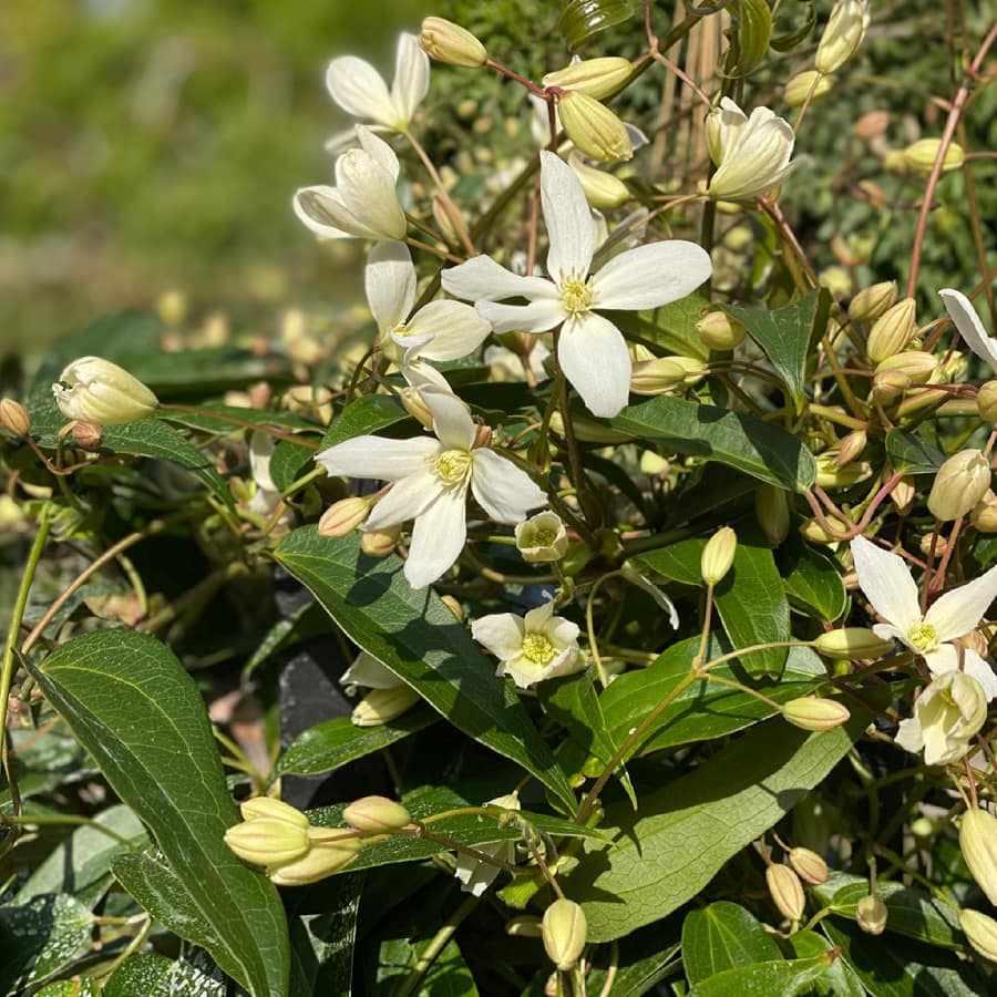 丘の上では アーマンディー系クレマチスの開花が始まっています 甘い クレマチスの丘 Clematis No Oka Facebook