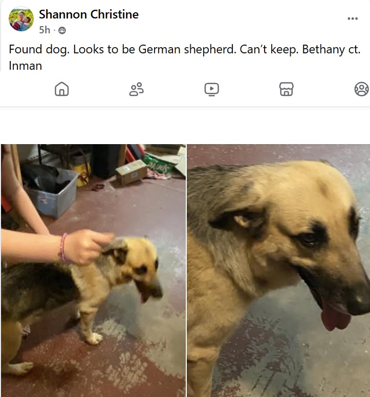 PETS LOST & FOUND Inman, Campobello, Landrum SC & Polk Co NC, Sptbg ...