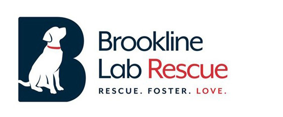 Brookline Labrador Retriever Rescue | Warrington PA