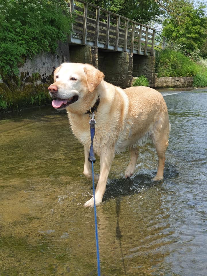 Sams Animal Management Services