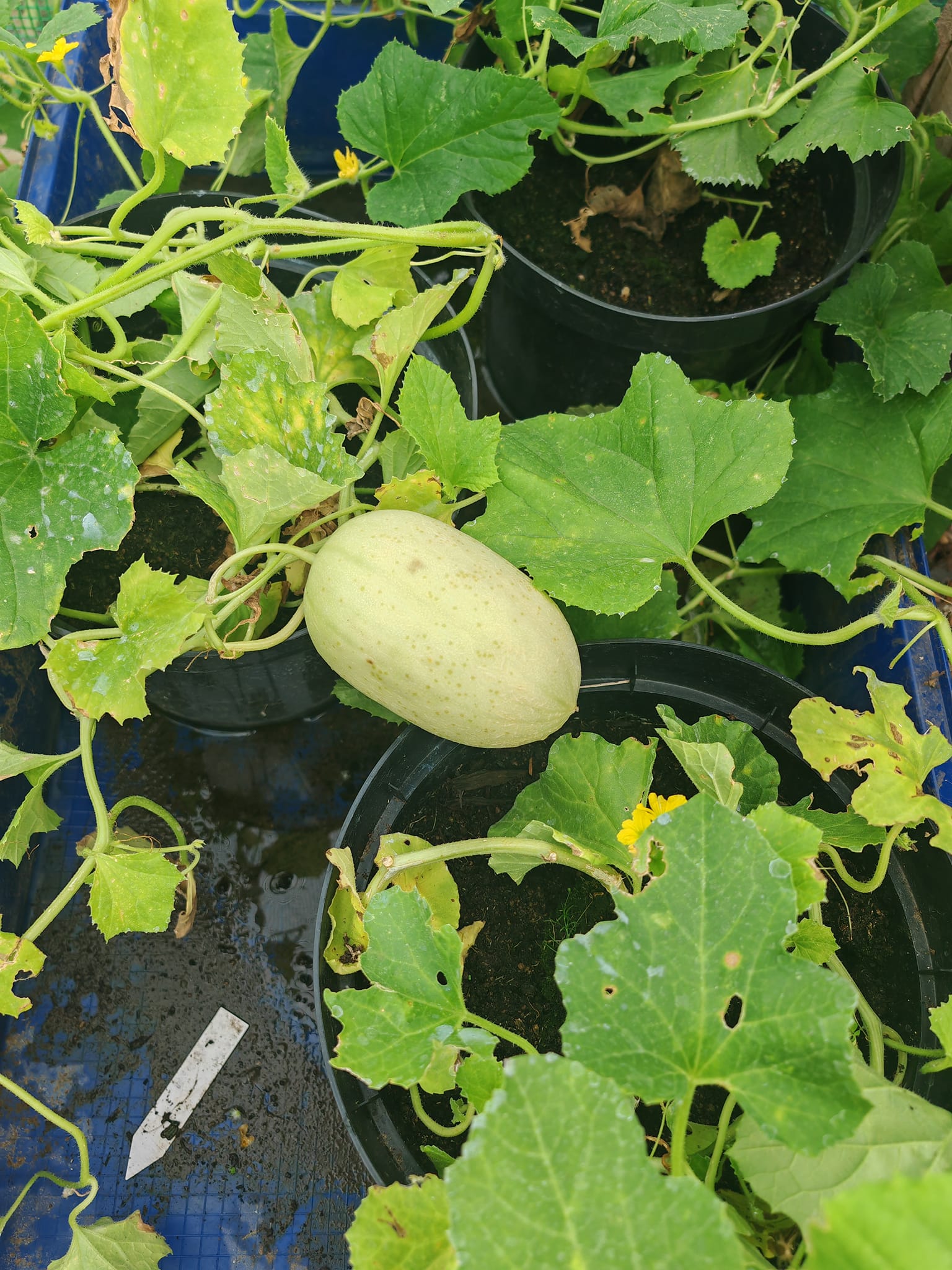 my protein 2.5kg×2 What type of melons are these and how long to grow?