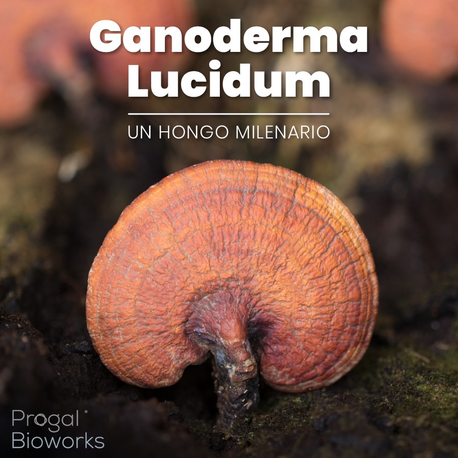 Progal Bioworks - El Ganoderma Lucidum es un Hongo con... | Facebook