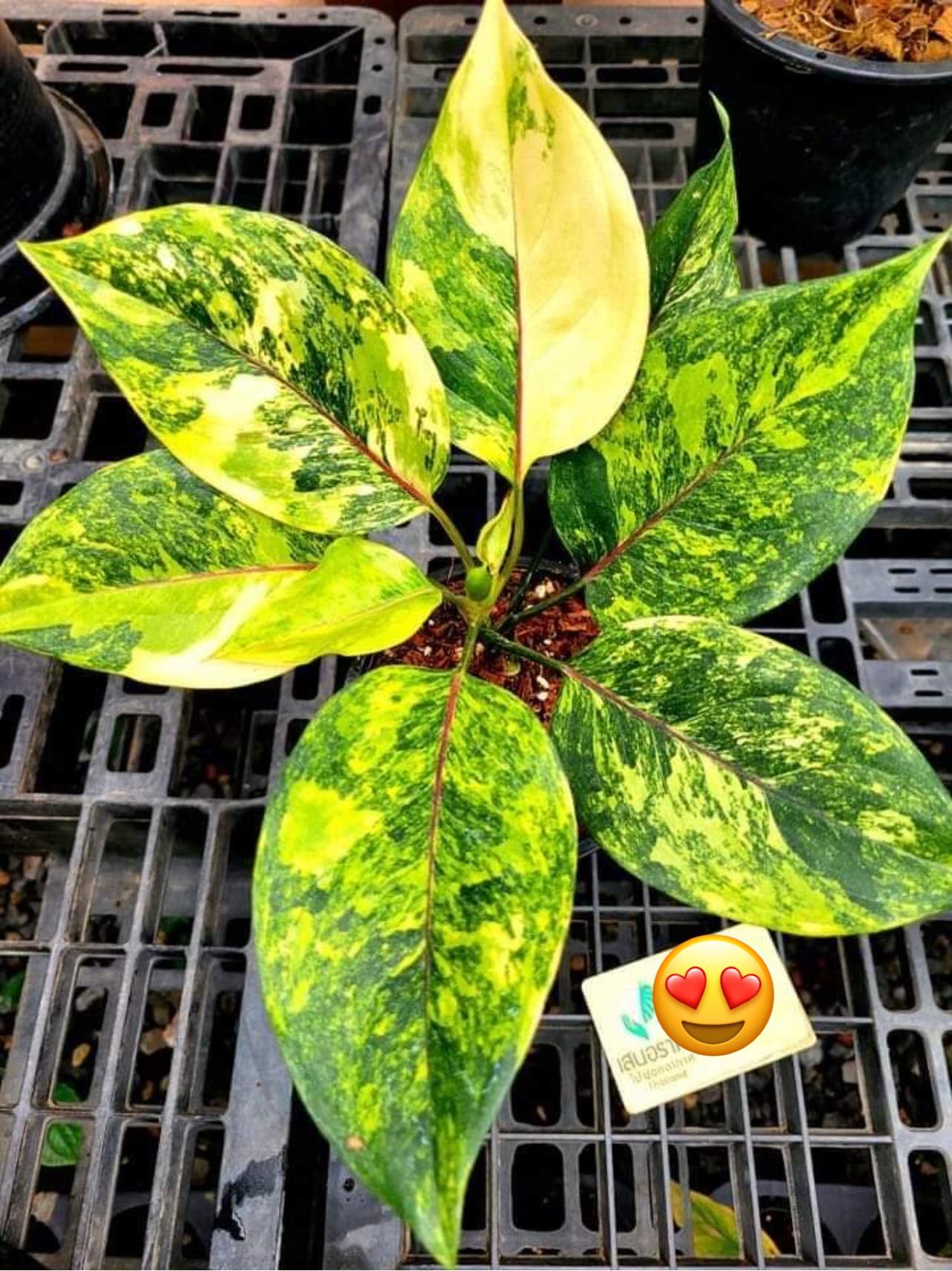 Aglaonema Khan Maks Aurea 💛