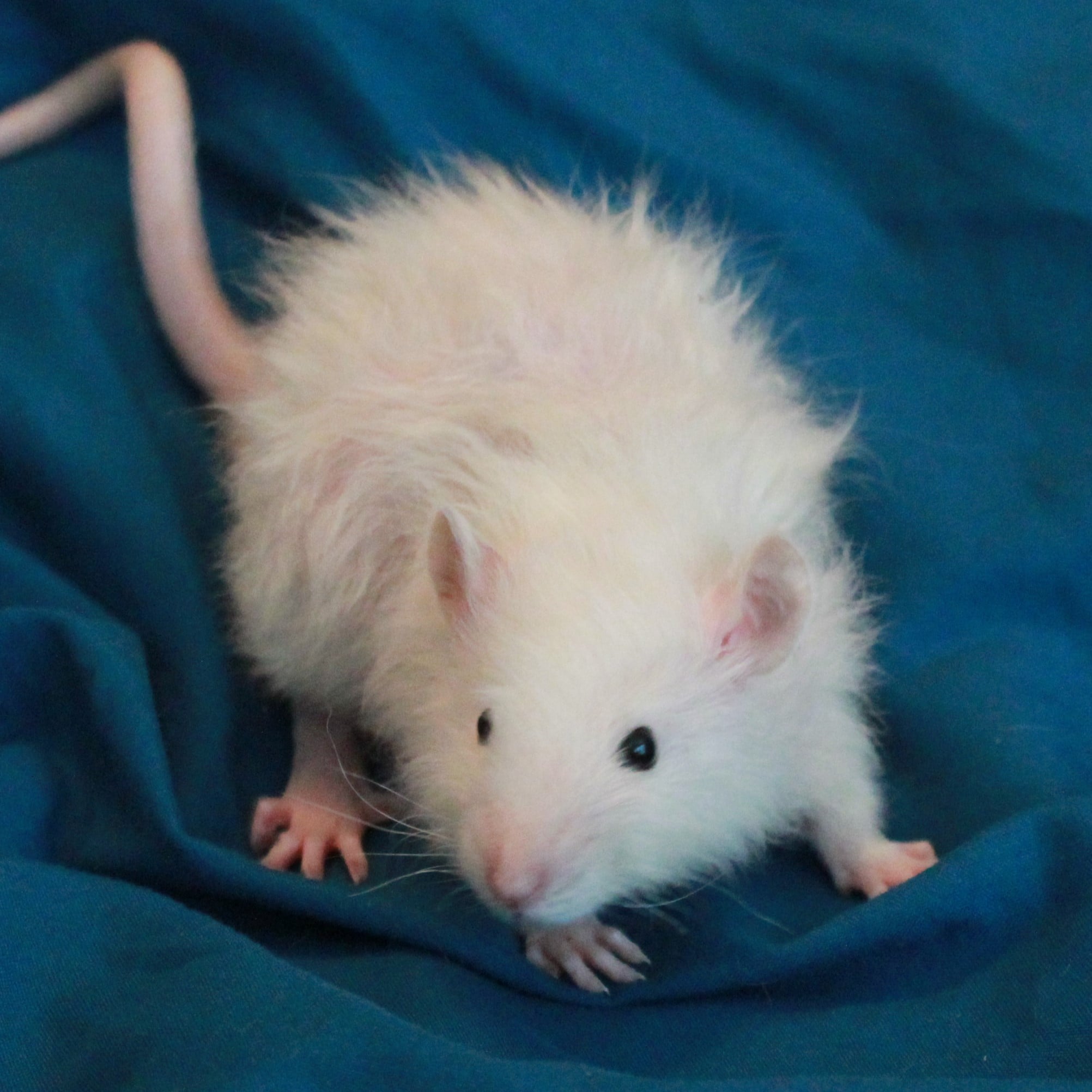 Rocky Point Rattery | Rocky Point NC