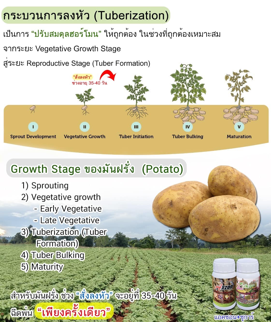 🟣 สำหรับ..เกษตรกรผู้ปลูก ’มันฝรั่ง‘ (Potato) มืออาชีพ 🔴 ปลูก ‘พืชหัว ...