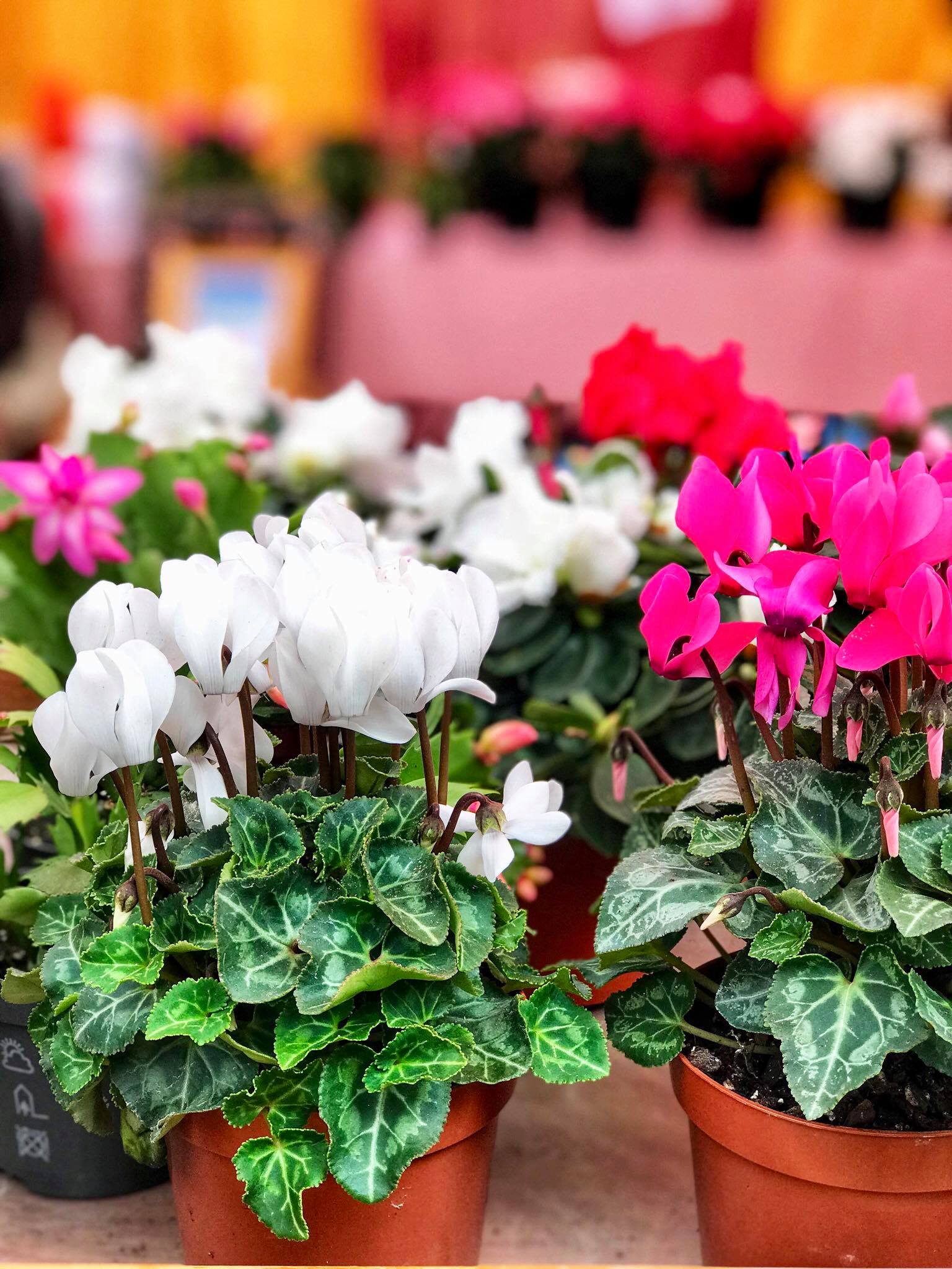 Pathivara Nursery | Kathmandu