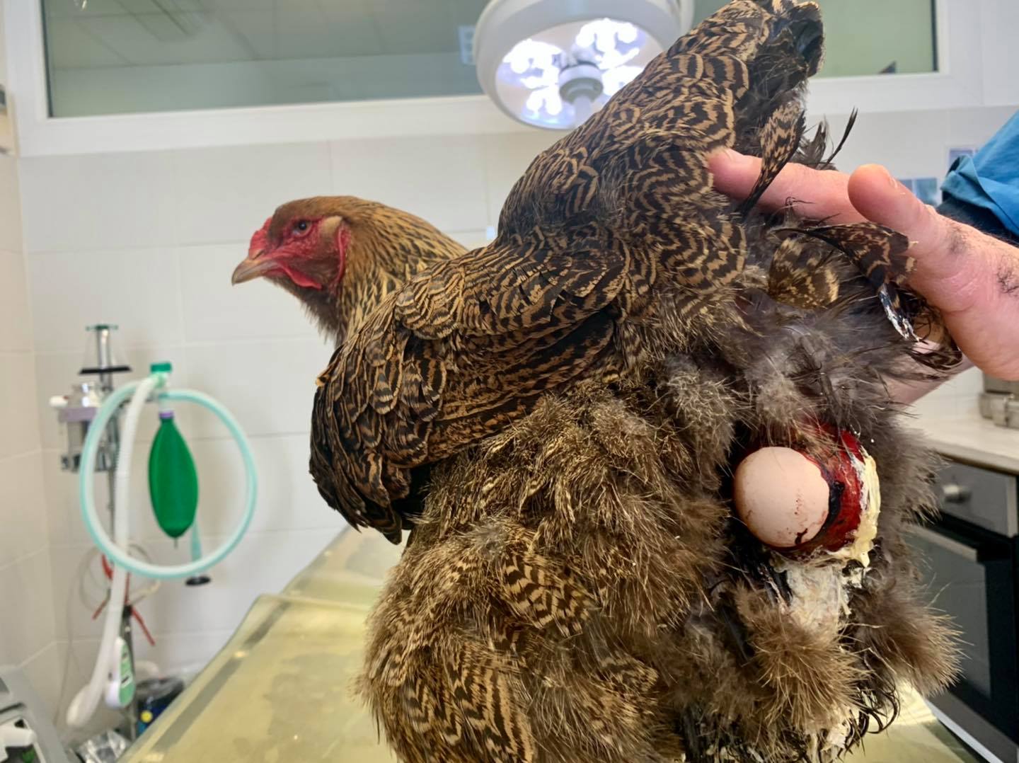 Oeuf Coince Dans Le Cloaque Poule