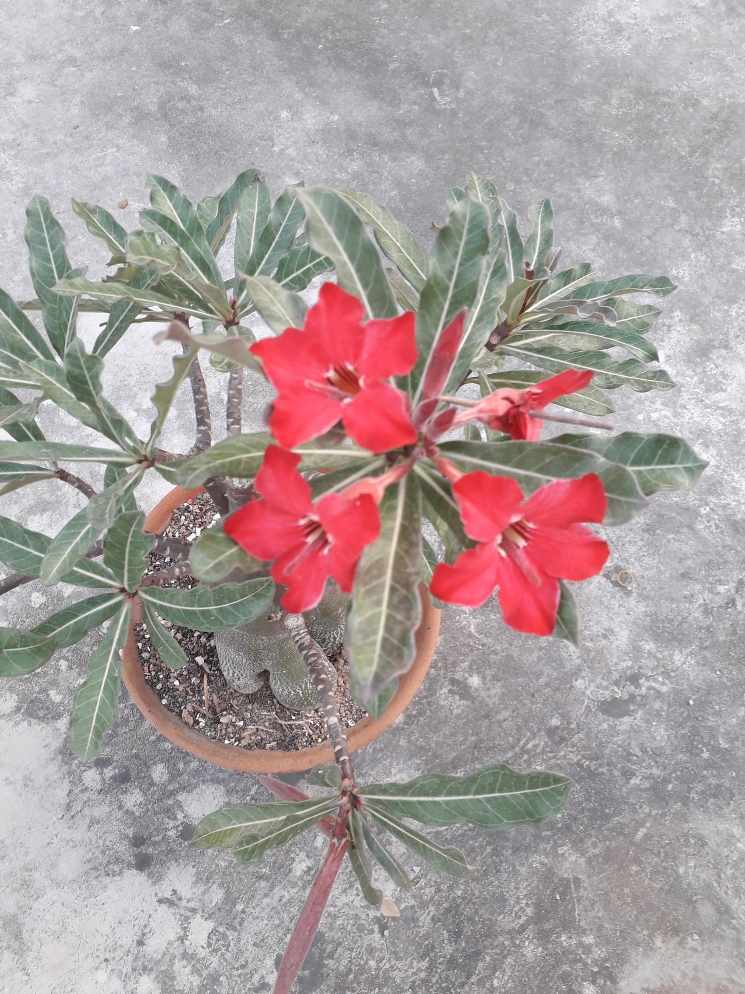 A. Red Crystal × Crystallinum select large '53' × Angela '35' (By
