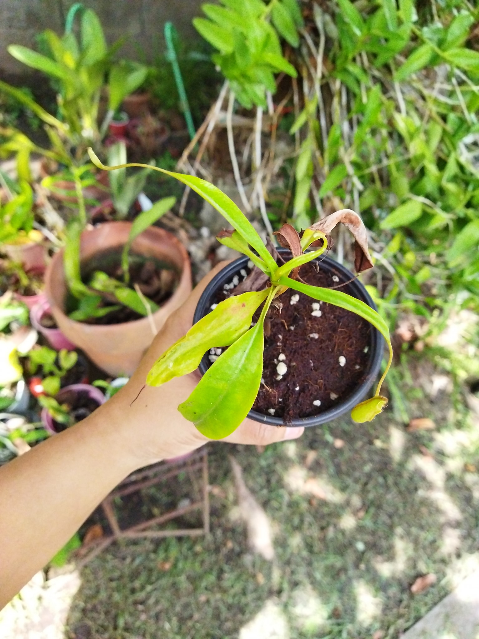 Plants R Us -Manila