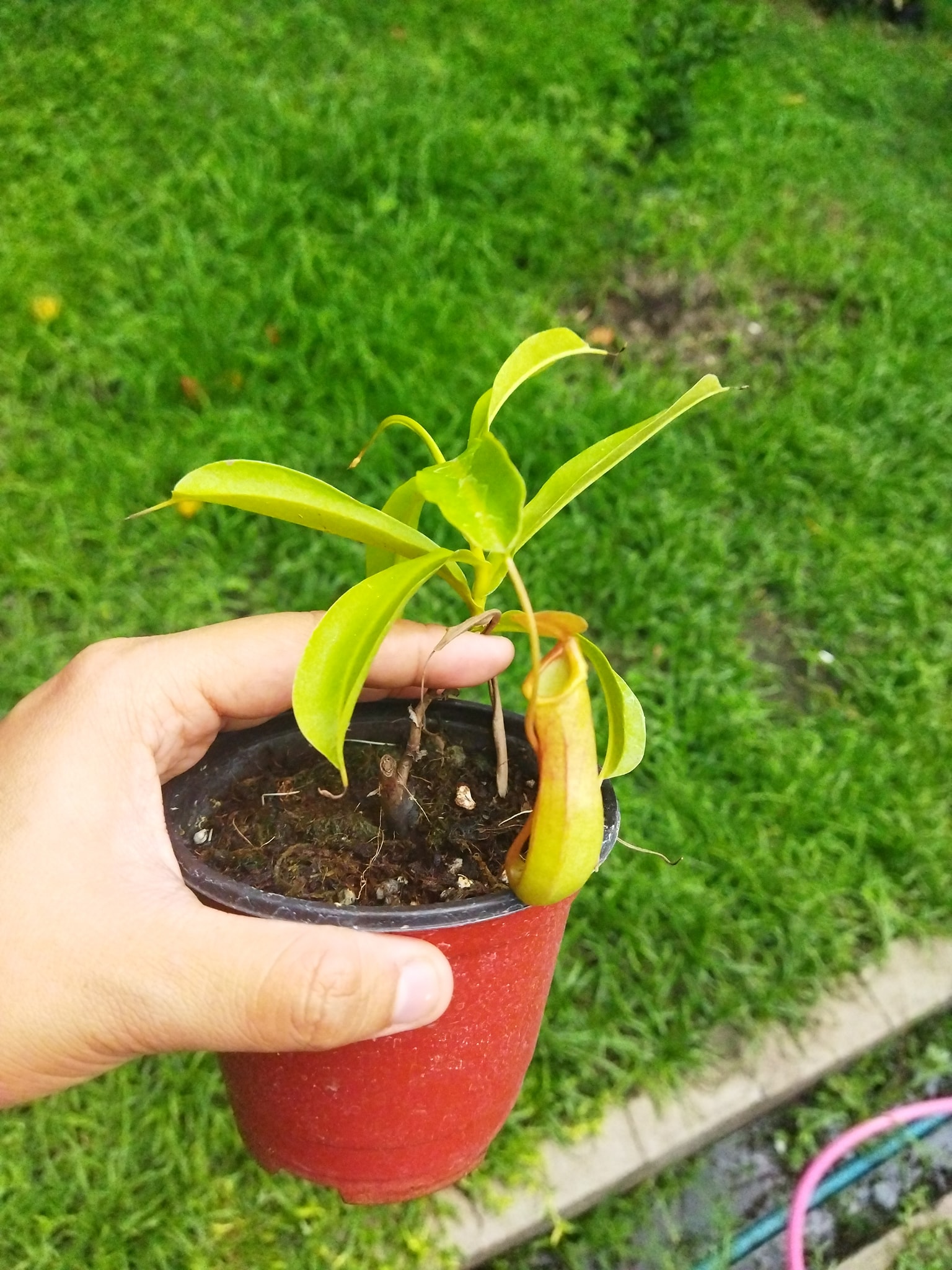 Plants R Us -Manila