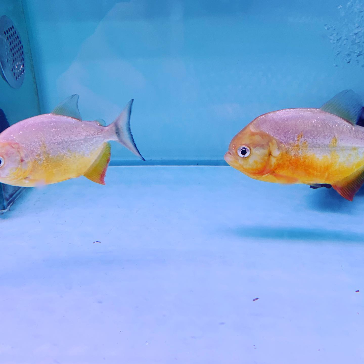 紅肚食人䱽 #靈山水族館 #食人魚 #金魚街 #元朗 #元朗水族 - 靈山水族館Soul Mountain Aquarium | Facebook